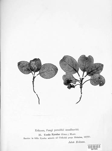 Pucciniastrum pyrolae image